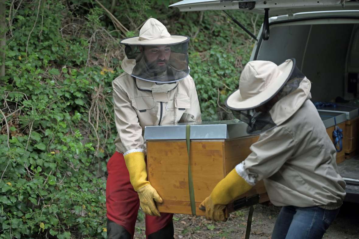 Einzug Bienen