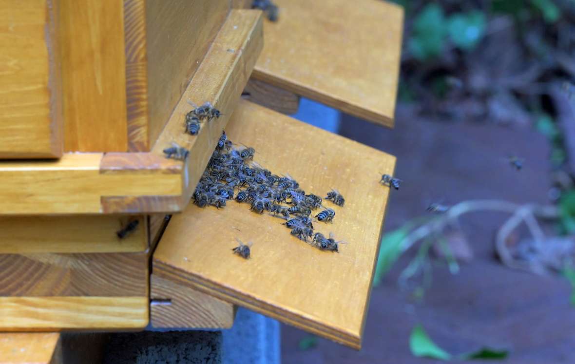 Bienen