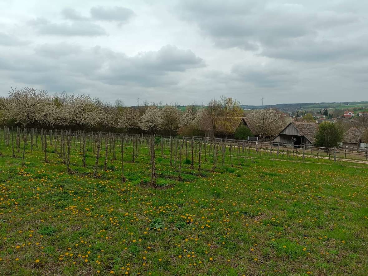 Niedersulz